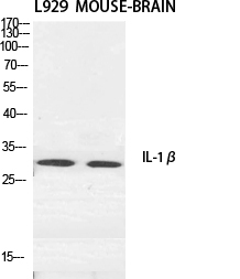 WB - IL-1β Polyclonal Antibody AP70505